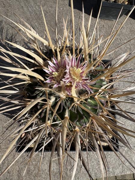 Stenocactus multicostatus